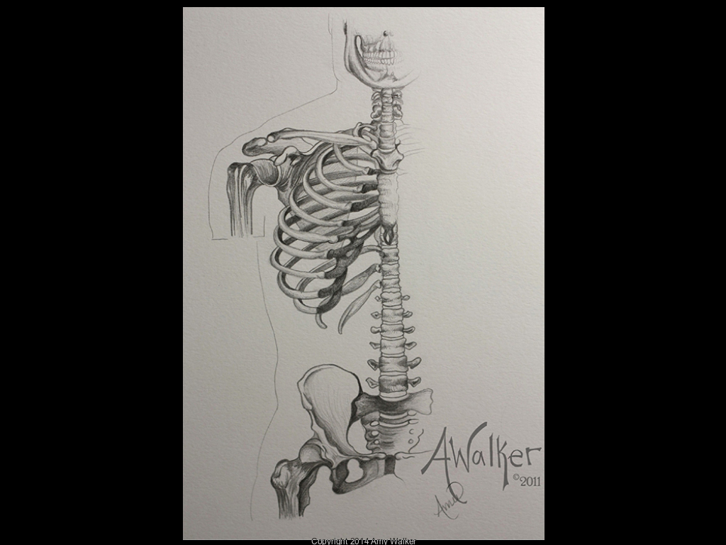 walker-studios-skeleton-torso